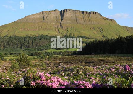 Landschaft der Grafschaft Sligo, Irland, mit dem Benwiskin Mountain vor dem Hintergrund des blauen Himmels mit Rhododendron-Blumen im Vordergrund Stockfoto