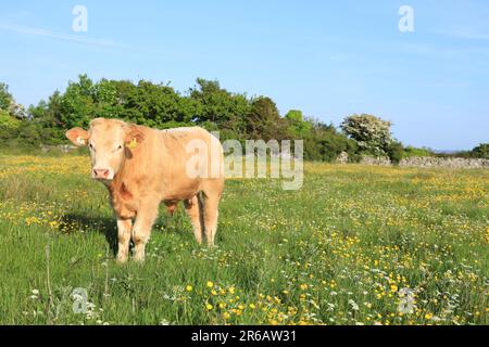 Rinder: Charolais züchten im Sommer Bullen, die auf dem Ackerland im ländlichen Irland auf langen Wiesen stehen Stockfoto