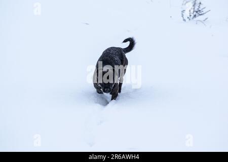 Ein schwarzer Hund macht einen gemütlichen Spaziergang durch die schneebedeckte Landschaft eines Winterwaldes, mit Bäumen und Büschen im Hintergrund sichtbar Stockfoto