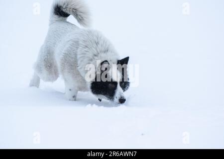 Ein schwarz-weißer Hund steht in einer schneebedeckten Winterlandschaft und macht einen gemütlichen Spaziergang durch das frisch gefallene Pulver Stockfoto