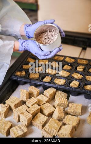 Gärtnerin, die Samen im Gewächshaus pflanzt. Nahaufnahme von weiblichen Händen, die Pflanzensamen über modulare Kunststoffschale halten, mit Bodenschwammstopfen in Zellen. Stockfoto