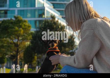 Die junge Frau hält die Pfoten des Terrier auf der Straße und er schaut in die Kamera. Spiele mit einem kleinen Hund Stockfoto