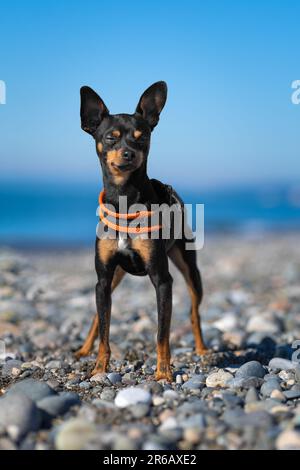 Der wunderschöne schwarze und hellbraune Hund der rasse russian Toy Terrier posiert an einem sonnigen Tag am Strand vor dem Hintergrund des Meeres. Vertikales Foto Stockfoto