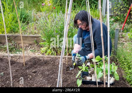 Eine Frau, die Bohnenbohne Cobra, Phaseolus vulgaris, am Fuß eines Bambusstativs anpflanzt. In alten Pappkartonrollen gewachsen. Stockfoto