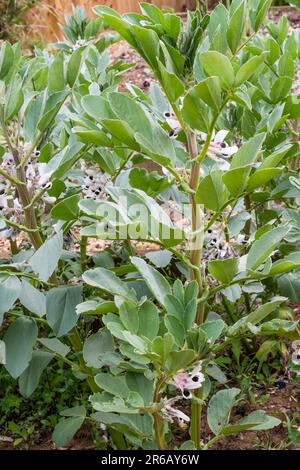 Brotbohnen anbauen, Vicia faba „Bunyards Exhibition“. Stockfoto