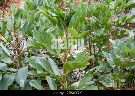 Brotbohnen anbauen, Vicia faba „Bunyards Exhibition“. Stockfoto