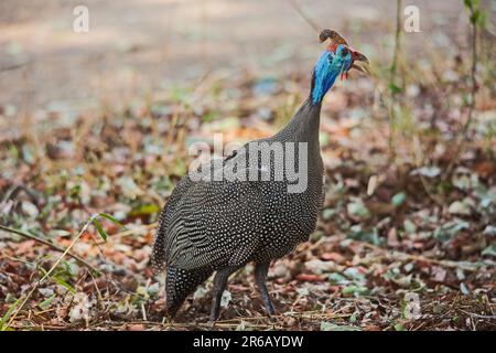 Helm Perlhühner (Numida meleagris) 14943 Stockfoto