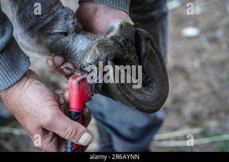 Der männliche Farrier reinigt den PferdehUF mit einem kleinen Pinsel aus Metall, bevor er ein neues Hufeisen aufträgt. Nahaufnahme von Details zu Händen, die nasse Tierfüße halten Stockfoto