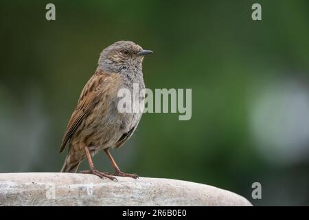 Dunnock (Prunella modularis) neben dem Golden Loch, Fife, Schottland, Großbritannien. Stockfoto