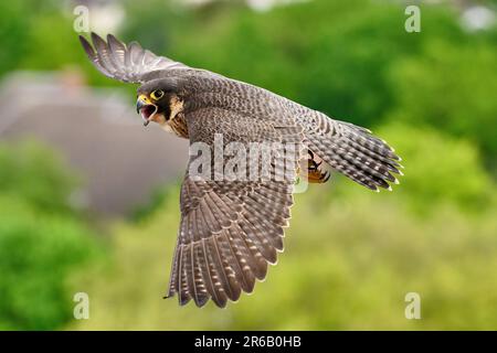 Weiblicher Peregrine Falcon im Flug (Falco peregrinus), Moenchengladbach, Deutschland, Europa Stockfoto