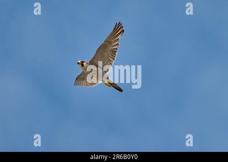 Wanderfalke im Flug (Falco peregrinus), Heinsberg, Deutschland, Europa Stockfoto