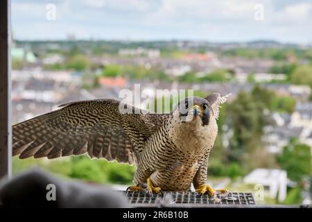 Wanderfalke (Falco peregrinus) am künstlichen Nest, Moenchengladbach, Deutschland, Europa Stockfoto