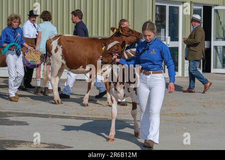 Wadebridge, Cornwall, Großbritannien. 8. Juni 2023 Royal Cornwall Show. Ein heißer sonniger Eröffnungstag für die jährliche Royal Cornwall Show. Credit Simon Maycock / Alamy Live News. Stockfoto