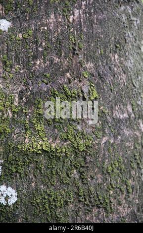 Flechten auf Bäumen. Grüne Moosflechten auf der Oberfläche der Baumrinde Stockfoto
