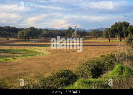 Dehesa de Extremadura im Frühling Villar de Plasencia mit Korkeichen und Elektroturm Stockfoto