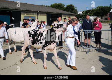 Wadebridge, Cornwall, Großbritannien. 8. Juni 2023 Royal Cornwall Show. Rinder werden in den Jury Ring geführt, bei der diesjährigen Royal Cornwall Show. Credit Simon Maycock / Alamy Live News. Stockfoto