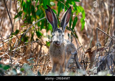 Die Nahaufnahme eines Schwarzschwanzhasen (Lepus californicus) im Gras Stockfoto