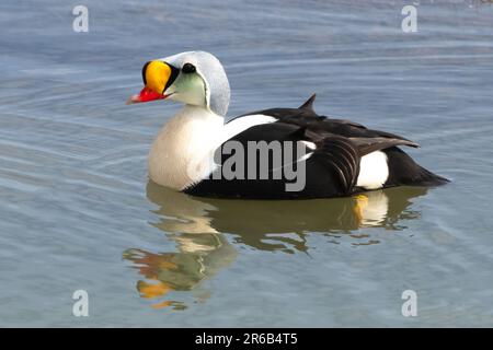 Ein König Eider (Somateria spectabilis) in der arktischen Tundra in der Nähe von Prudhoe Bay, Alaska Stockfoto