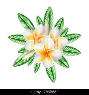 Aquarell realistische tropische Darstellung von Plumeria-Blüten mit isolierten Blättern auf weißem Hintergrund. Wunderschöne botanische handgemalte Frangipani. Stockfoto