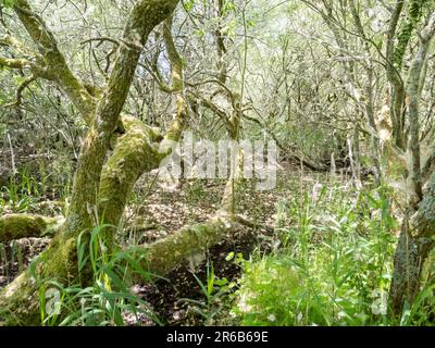 Weidenbäume, die im RSPB-Reservat Leighton Moss bei Silverdale, Lancashire, Großbritannien, mit Weidensamen bedeckt sind. Stockfoto