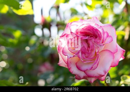 Rosa Rose im Garten, Rosenbusch, draußen Stockfoto