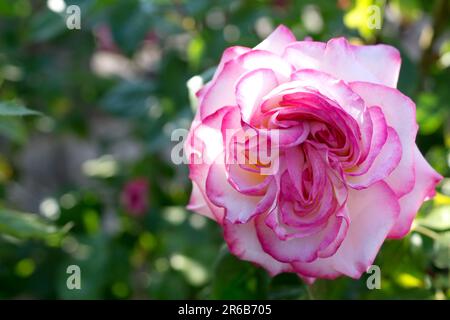 Rosa Rose im Garten, Rosenbusch, Natur Stockfoto