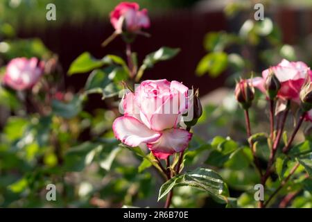 Blumenbeet mit wunderschönen blühenden rosa Rosen. Stockfoto
