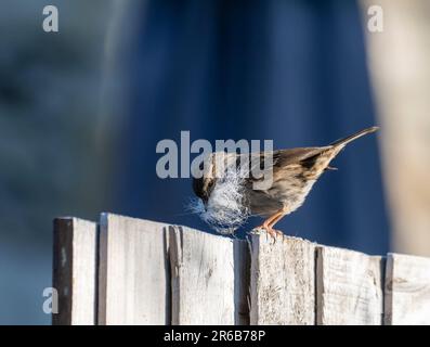 A Dunnock, Prunella modularis, mit Nistmaterial in Ambleside, Lake District, Großbritannien. Stockfoto