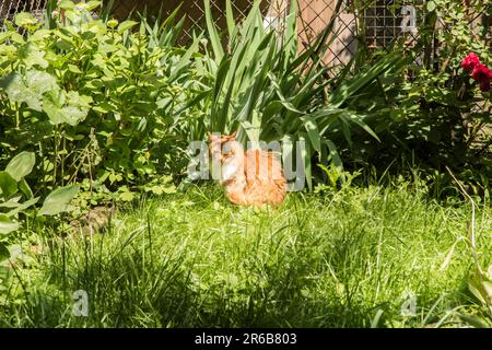 Ingwerkatze im grünen Hausgarten am sonnigen Sommertag Stockfoto