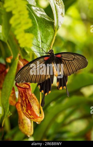 Schwalbenschwanz-Schmetterling - Pachliopta adamas, wunderschöner großer, bunter Schwalbenschwanz-Schmetterling aus Wiesen und Wäldern Südostasiens, Indonesien. Stockfoto