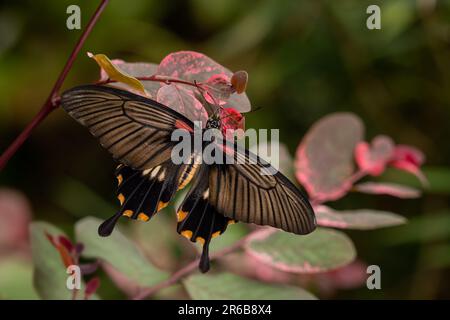 Schwalbenschwanz-Schmetterling - Pachliopta adamas, wunderschöner großer, bunter Schwalbenschwanz-Schmetterling aus Wiesen und Wäldern Südostasiens, Indonesien. Stockfoto