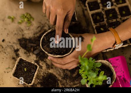 Hände einer birassischen Frau, die Setzlinge und Samen in biologisch abbaubaren Starter-Töpfen auf der Arbeitsplatte anpflanzt Stockfoto