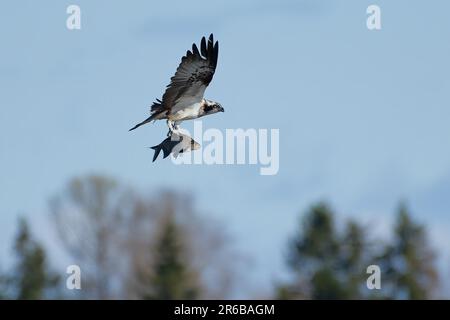 Fischadler, der Anfang Mai 2023 auf einem See in Westfinnland nur wenige Sekunden zuvor eine große gemeine Brasse über den Himmel getragen hat. Stockfoto