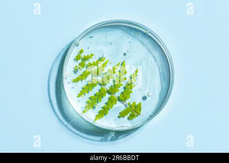 Grünes Pflanzenblatt und Gel in Petrischale auf blauem Hintergrund. Natürliche Schönheit, kosmetisches Labor für Kräuter und organisches Hautpflegekonzept. Stockfoto