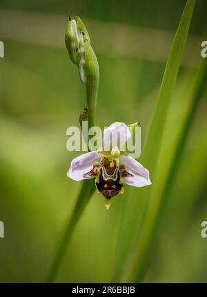 Bienenorchidee, Ophrys apifera, wilde Orchidee in Andalusien, Spanien. Stockfoto