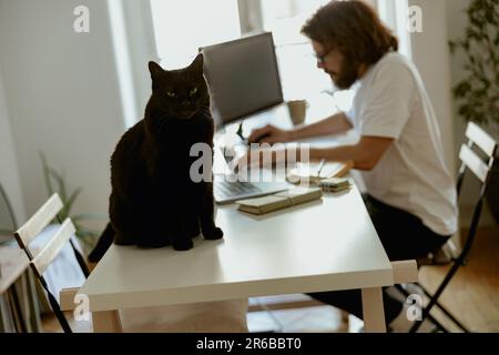 Schwarze Katze sitzt im Hintergrund eines Mannes, der von zu Hause aus an einem Computer arbeitet Stockfoto