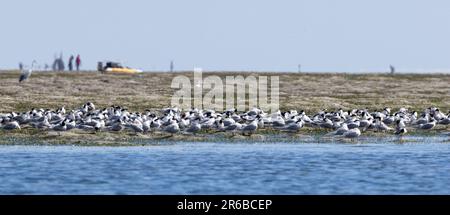 Die Terns der Kleinen Crested züchten nicht an der ostafrikanischen Küste, aber zwischen November und April fressen und ruhen sich große Herden an den Stränden aus. Stockfoto