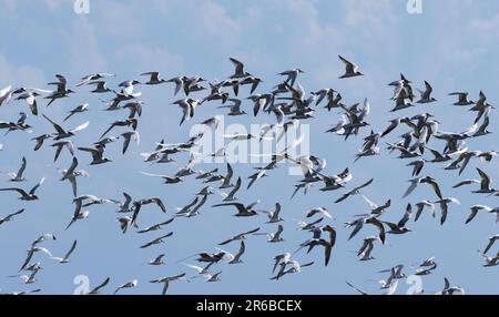 Teil einer großen Herde kleiner Crested Terns. Nichtzuchtvögel bilden entlang der Ostafrikanischen Küste häufig große Herden von erwachsenen und jungen Vögeln. Stockfoto