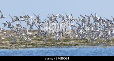 Teil einer großen Herde von Lesser Crested Terns, die abheben. Nichtzuchtvögel bilden in der ostafrikanischen Zone C häufig große Herden von erwachsenen und jungen Vögeln Stockfoto