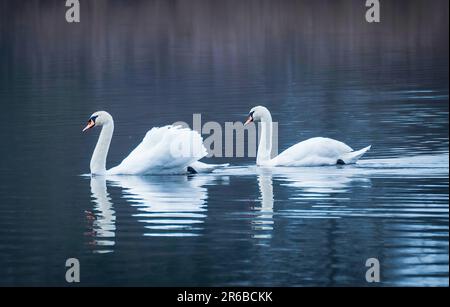 Eine romantische Aufnahme von zwei Schwanen, die friedlich in einem ruhigen See schwimmen Stockfoto