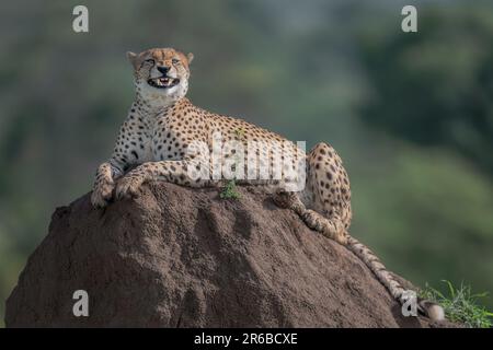 Der Gepard sitzt und bewacht den Felsen. Masai Mara, Kenia: DIESE FOTOS zeigen eine Mutter-Gepard, die aussieht, als hätte sie eine Giraffe, indem sie sie lacht Stockfoto