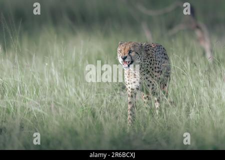 Der Gepard sitzt und bewacht den Felsen. Masai Mara, Kenia: DIESE FOTOS zeigen eine Mutter-Gepard, die aussieht, als hätte sie eine Giraffe, indem sie sie lacht Stockfoto