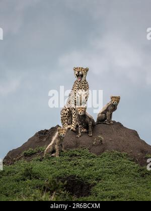 Der Gepard sitzt und bewacht den Felsen. Masai Mara, Kenia: DIESE FOTOS zeigen eine Mutter-Gepard, die aussieht, als hätte sie eine Giraffe, indem sie sie lacht Stockfoto