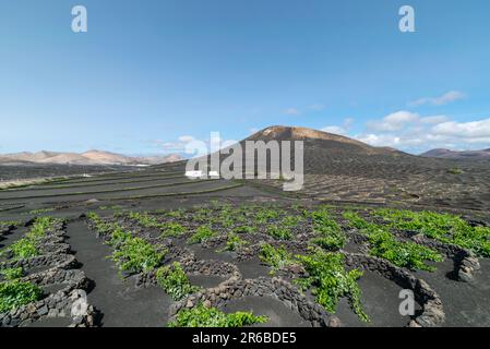 Ein Landschaftsbild mit Blick auf die fruchtbaren Weinberge der vulkanischen Insel Lanzarote. Stockfoto