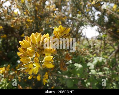 Gelbliche Ginster-Blüten, ein Symbol der bretagne. Ulex europaeus blühende Sträucher Detail und Nahaufnahme. Whin, wilder, ungezüchteter Thronstrauch in Blüte Stockfoto