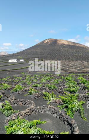 Ein Porträt der berühmten vulkanischen Weinberge auf der Insel Lanzarote. Stockfoto