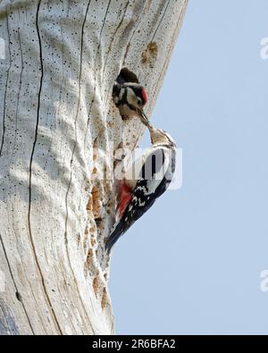 Ein Großspecht (Dendrocopos Major), der ein Küken füttert. Stockfoto