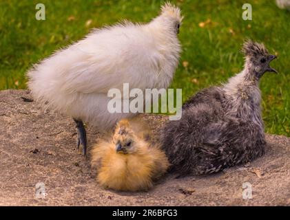 Haustiere, Vögel, merkwürdig aussehendes Huhn Stockfoto