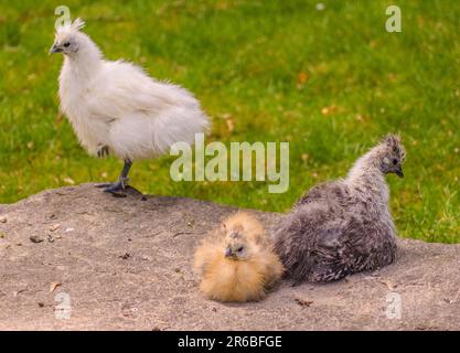 Haustiere, Vögel, merkwürdig aussehendes Huhn Stockfoto