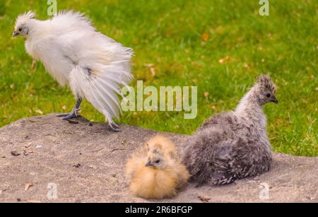 Haustiere, Vögel, merkwürdig aussehendes Huhn Stockfoto